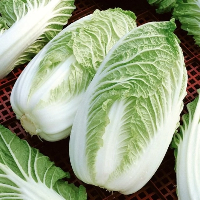 Свежая капуста сорта СОТСИ на сетчатой подложке
