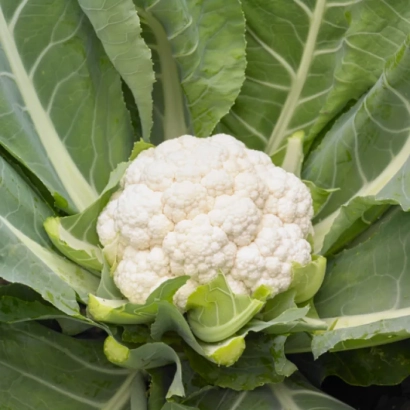 Свежая белокочанная капуста на фоне зеленых листьев - СПИДСТАР