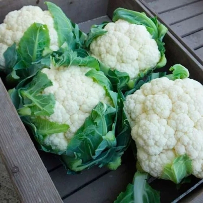 Кочани білокачанної капусти в дерев'яному ящику - СПЕЙС СТАР