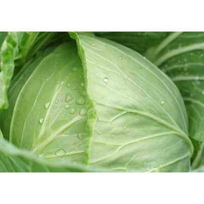 Fresh cabbage with water droplets - SPIDON