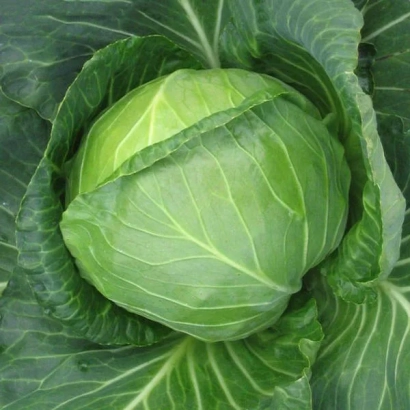 Свежая капуста на фоне листьев - Сплеш болл