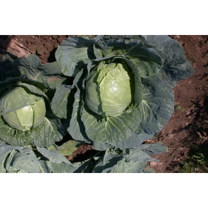 Кочаны капусты Стахановка 1513 на гряде