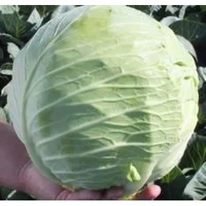 Свежая капуста сорта Сталкер F1 на фоне зелени