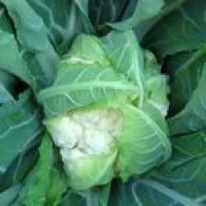 Белокочанная капуста на фоне зеленых листьев - Старгейт F1