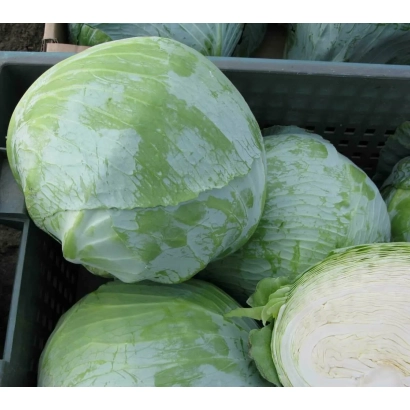 Свежая капуста в ящиках - Статус