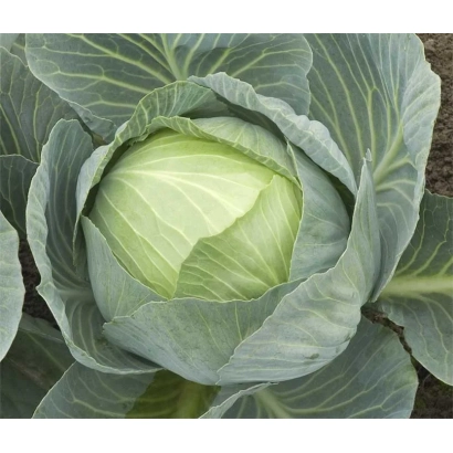 Свежая капуста сорта Сторема F1