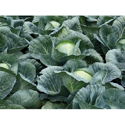 Грядка с капустой - Структа