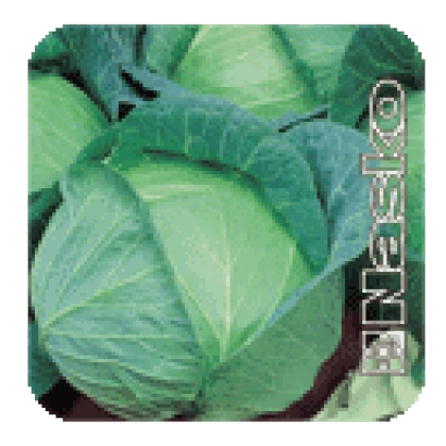 Семена капусты СУПЕР ЕКСТРА F1 на зеленом фоне