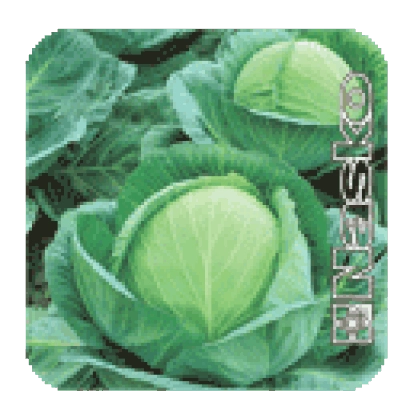 Семена капусты СУПЕР КАЗАЧОК F1 на фоне кочанов