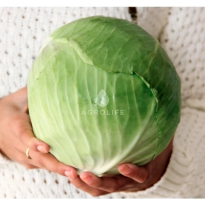 Свіжа капуста, тримається в руках - Супермаркет F1