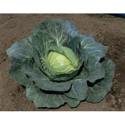 Капуста на земле - СУПРИМ ВАНТАЖ F1