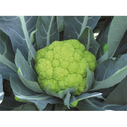 Свежая капуста Сюзана на фоне листьев