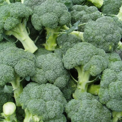 Свежая брокколи на фоне зелени - СВ 1002 БЛ