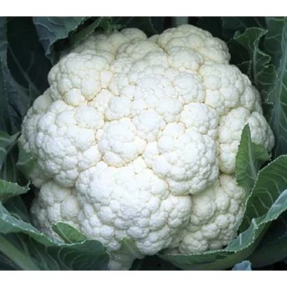 Белокочанная капуста СВ 5818 АЦ