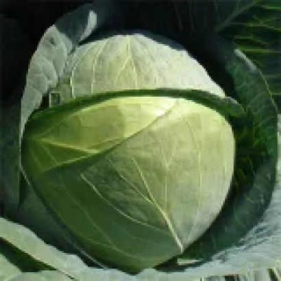 Свежая капуста СВ3388ЖЛ