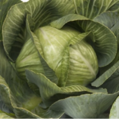 Свежая капуста СВ3389ЖЛ