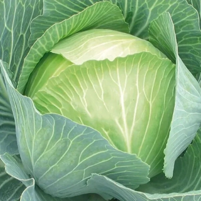 Иллюстрация капусты без названия продукта - СВ3404ЖЛ