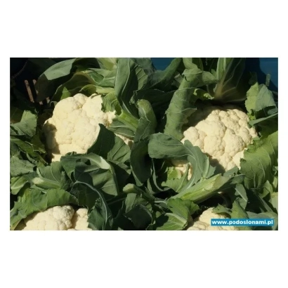 Свежая капуста СВ5777АЦ на грядке