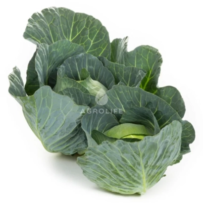 Свежая капуста на белом фоне - Свингма