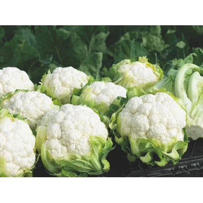 Головки цветной капусты на фоне зелени - Синержи