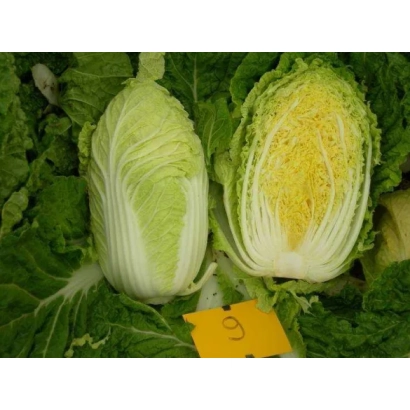 Две головки капусты, одна разрезанная пополам, на фоне зелени - ТАБАЛУГА F1
