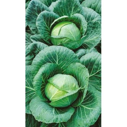 Свежая капуста Тайнинская