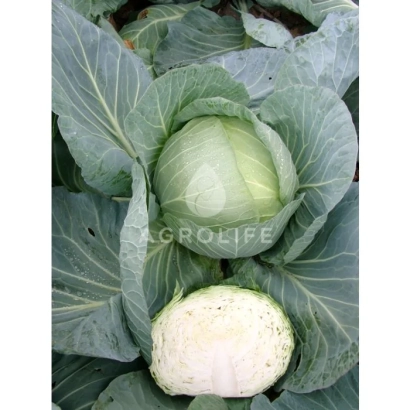 Капуста сорта Такома F1 на грядке