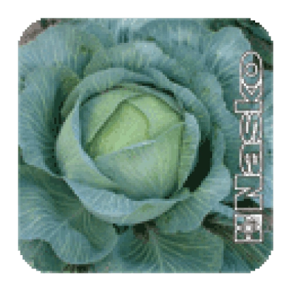 Семена капусты сорта ТАРАС F1 на упаковке