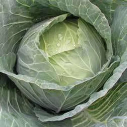 Свежая капуста Таурус