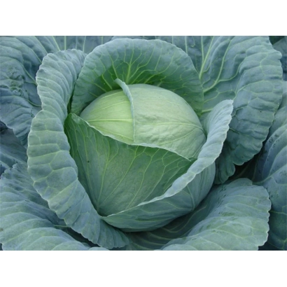 Свежая капуста сорта ТЕНЕСИТИ F1