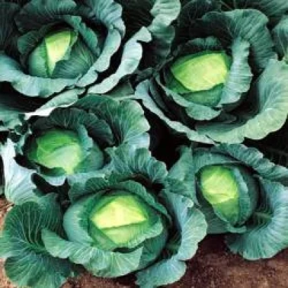 Свежая капуста Терас F1 на грядке