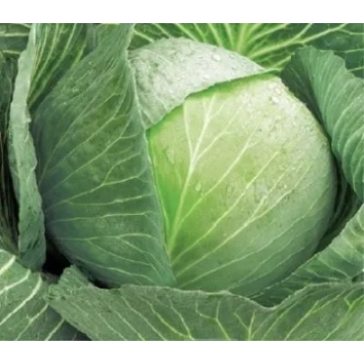 Свежая капуста, крупный план головки - ТЕЩА