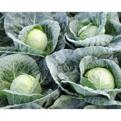 Головки капусты сорта Тиара F1