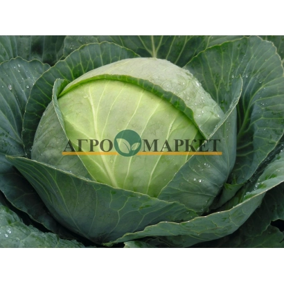 Свежая капуста с логотипом АГРОМАРКЕТ - Томас F1