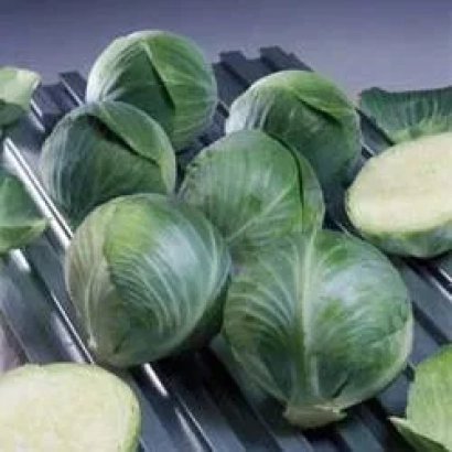 Свежие головки капусты сорта Топган F1 на металлической решетке