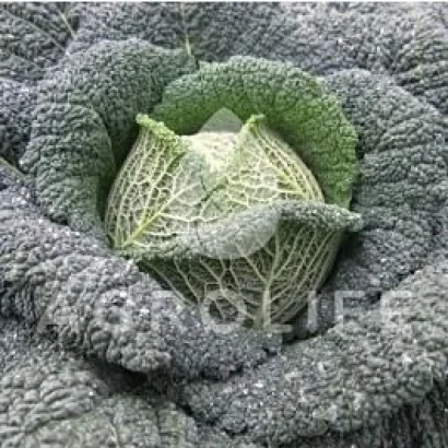 Свіжа капуста Туріма