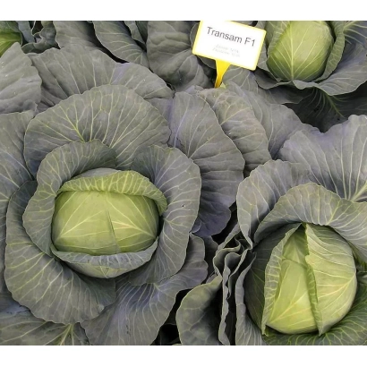 Капуста Трансам F1 на фоне других головок