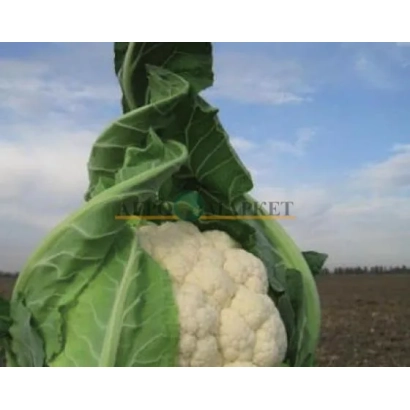 Свежая капуста на фоне поля - ТРАЙДЕНТ