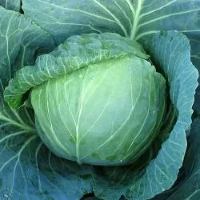 Свіжа капуста - Тригер F1