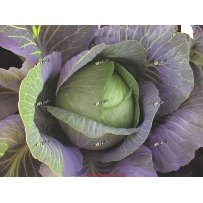 Свежая капуста ТРВАЛО F1 с фиолетовыми листьями