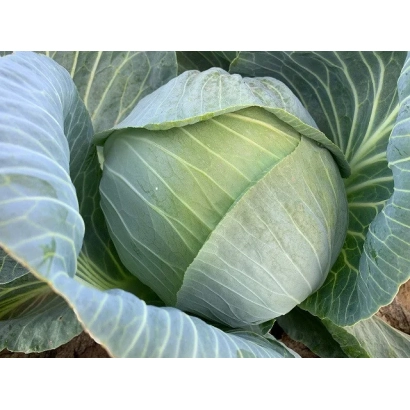Свежая капуста ТСХА 2