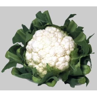 Свежая белокочанная капуста на белом фоне - УАЙТ ЭКСЕЛ F1