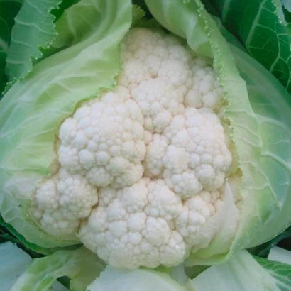 Свежий цветная капуста - УАЙТ КОНСЕПТ