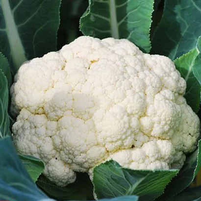 Свежая белокочанная капуста на фоне зелёных листьев - УАЙТЭКСЕЛ