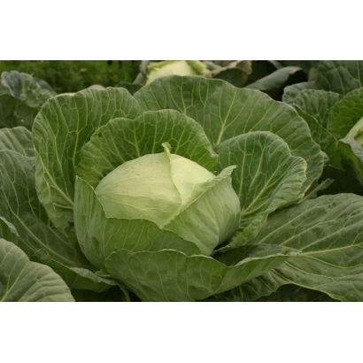 Свежая капуста Юбилейная 2170 на грядке