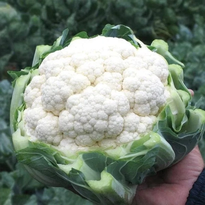 Свежий кочан капусты на фоне зелени - Униботра