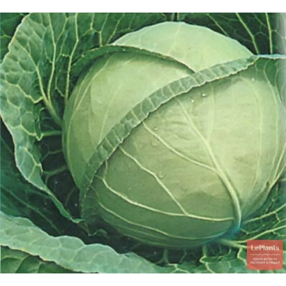 Свежая капуста ЮЖАНКА 31