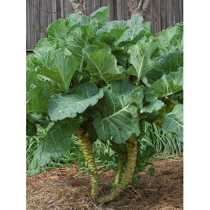 Plant with large leaves against a wooden fence - Vekha