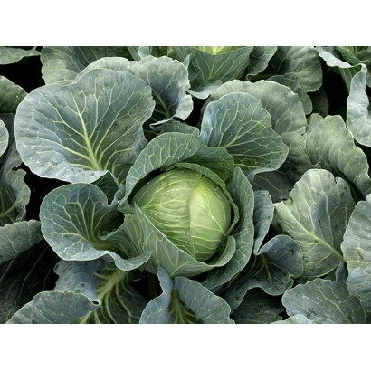 Свежая капуста на грядке - ВЕРДЕКО