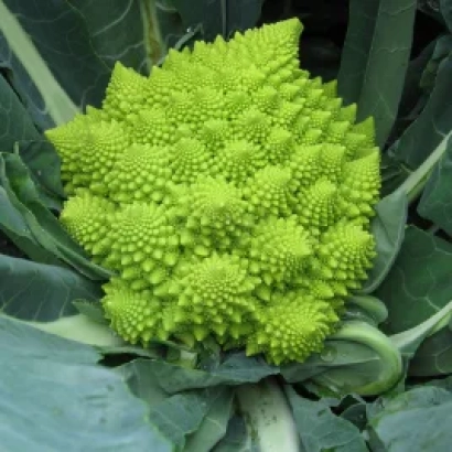 Свежая капуста Романesco без упаковки - Вердоне